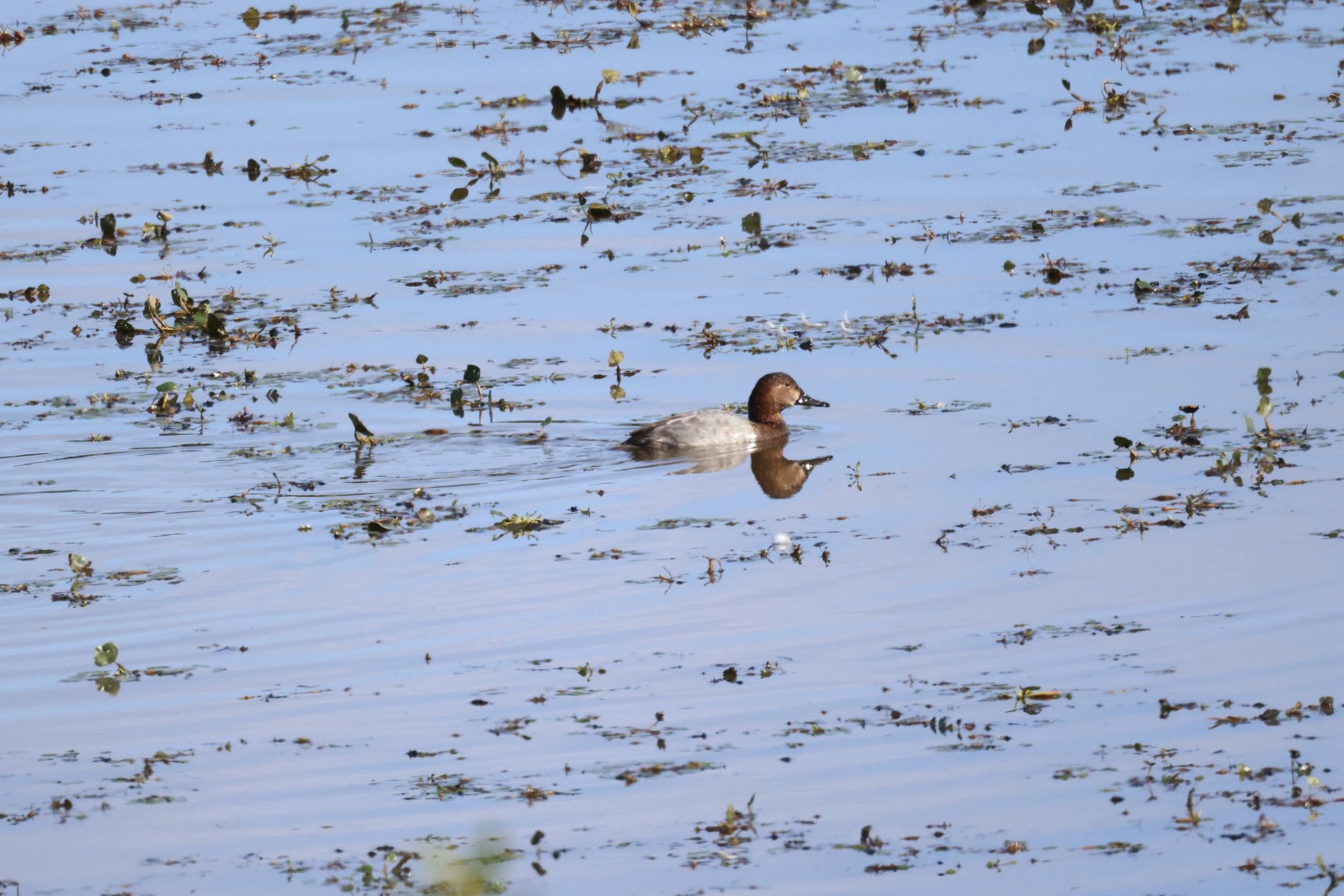 Photo of Common Pochard at 札幌モエレ沼公園 by will 73