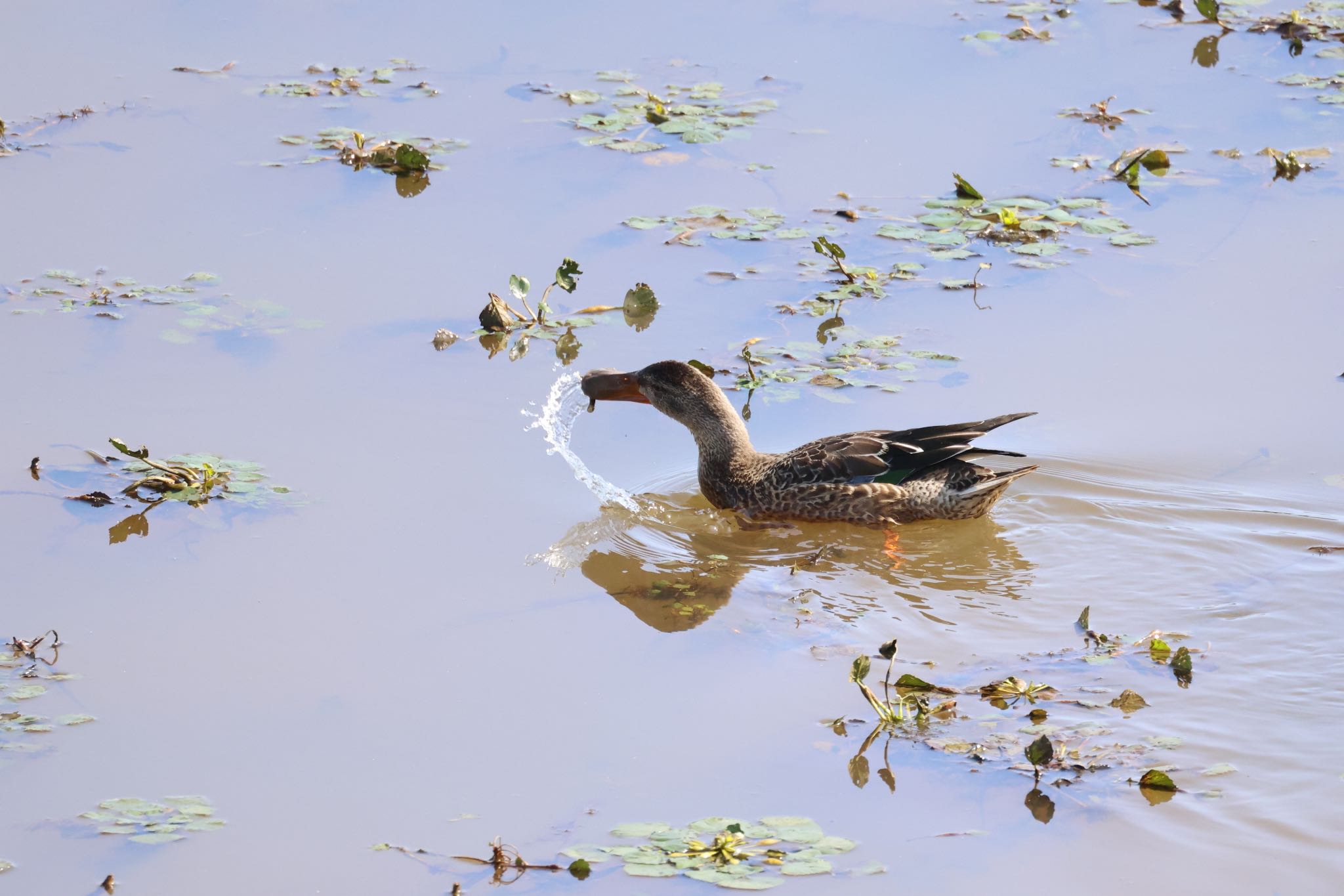 札幌モエレ沼公園 ハシビロガモの写真 by will 73