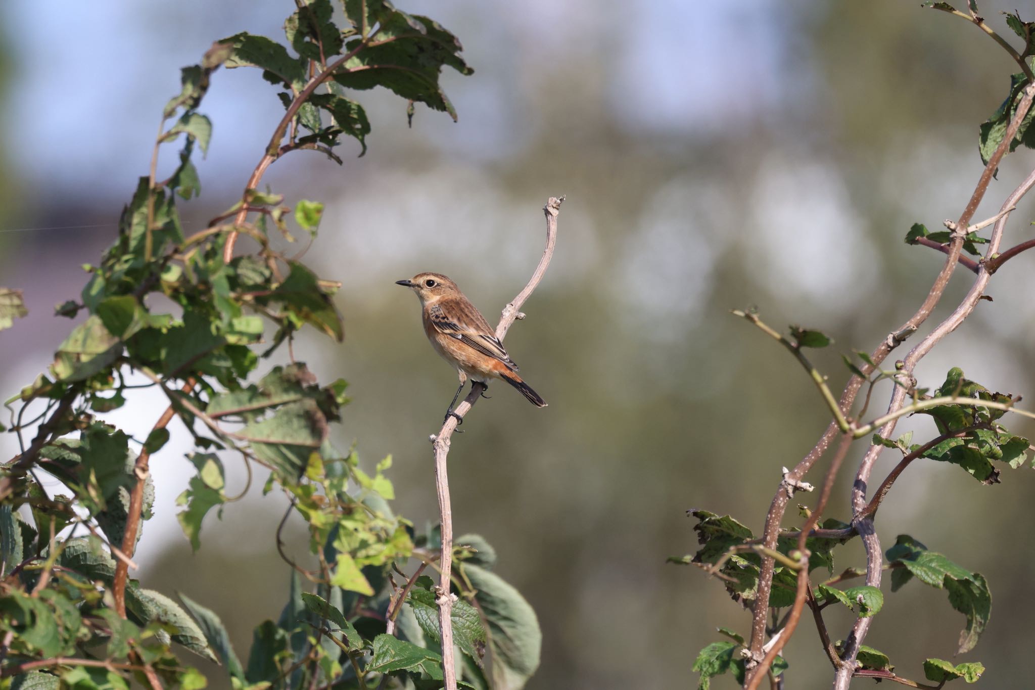 Photo of Amur Stonechat at 札幌モエレ沼公園 by will 73