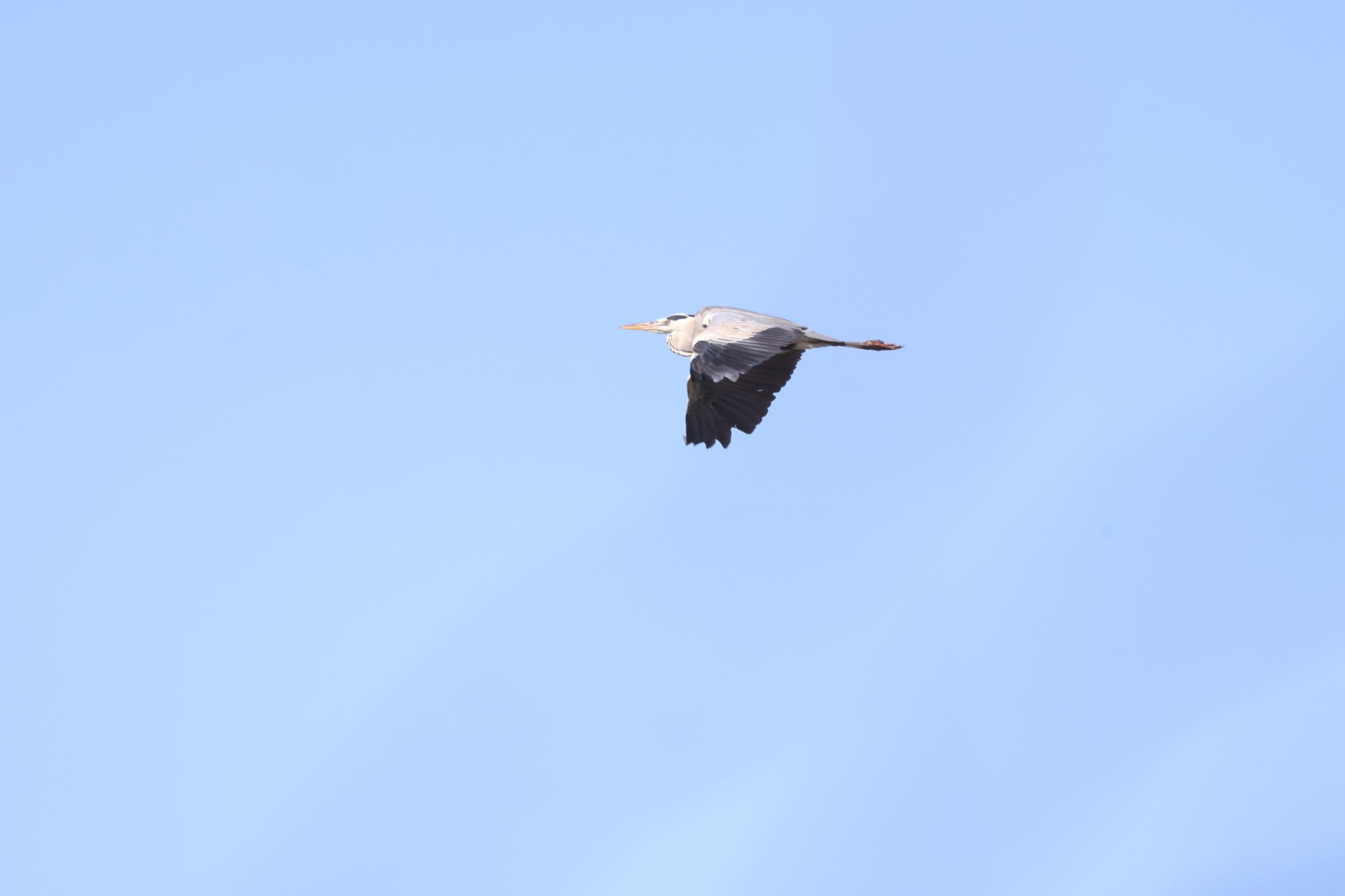 Grey Heron