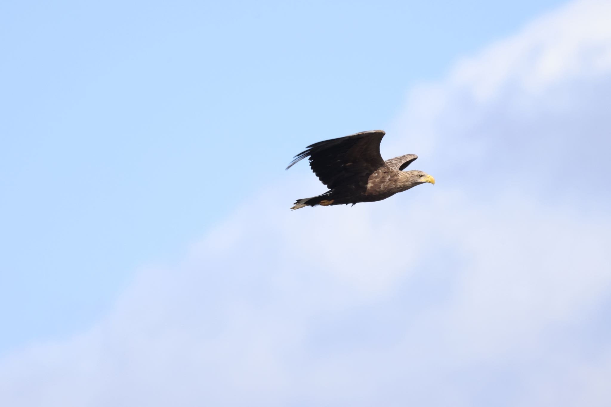 Photo of White-tailed Eagle at 札幌モエレ沼公園 by will 73