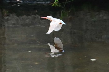 Common Kingfisher 神奈川県 Sun, 10/8/2023