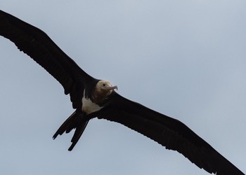 Great Frigatebird 九十九里 Sun, 9/16/2018