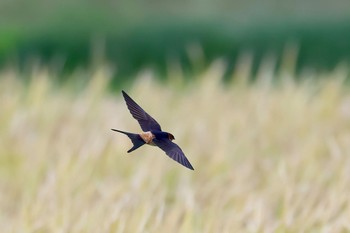 Red-rumped Swallow 浮島ヶ原自然公園 Sun, 10/8/2023