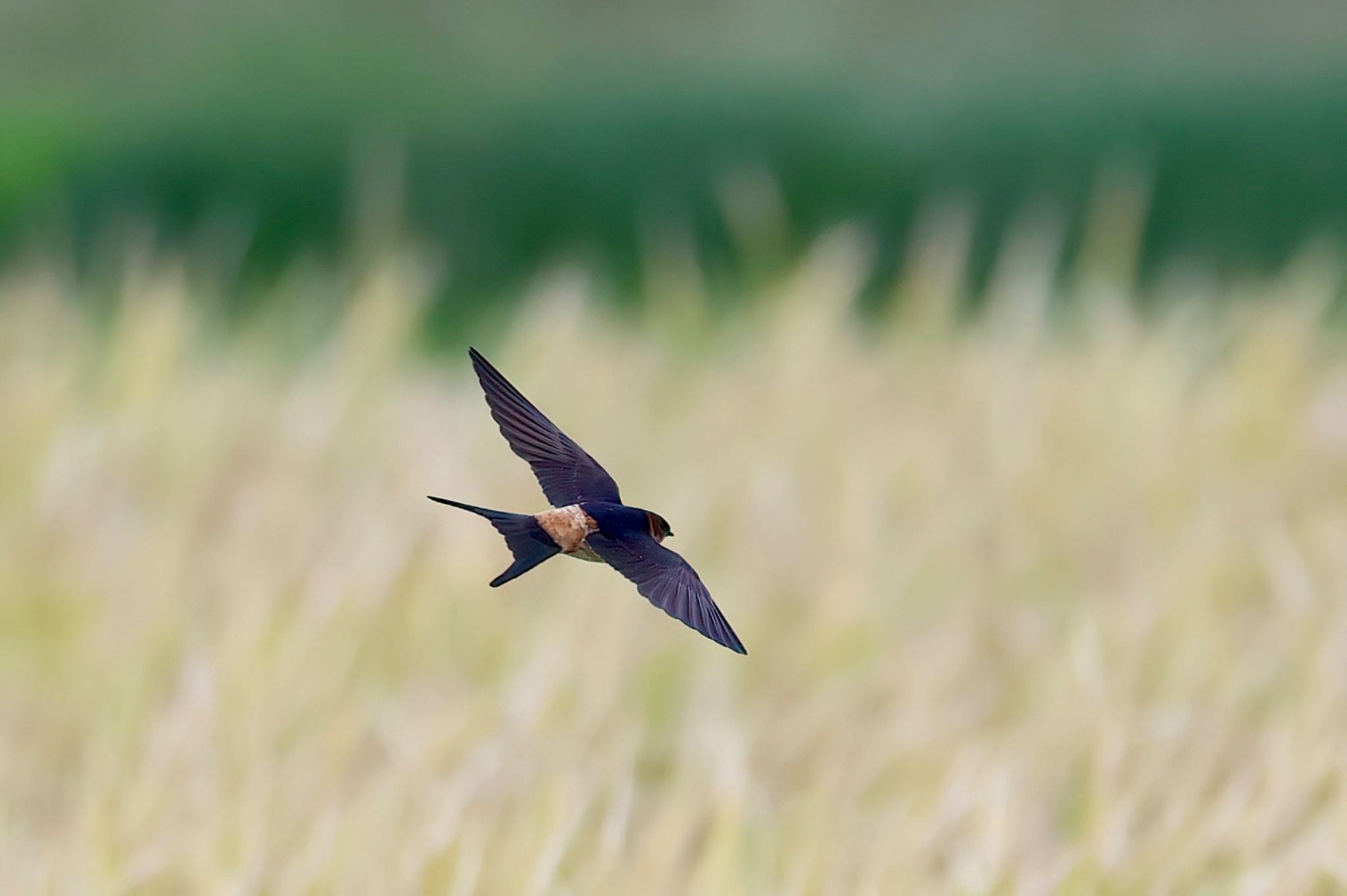 Photo of Red-rumped Swallow at 浮島ヶ原自然公園 by Naosuke