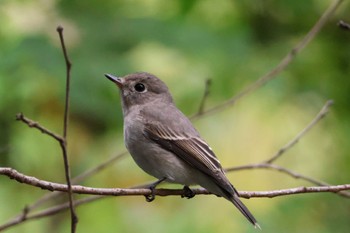 Asian Brown Flycatcher 牧野ヶ池緑地 Sat, 10/7/2023