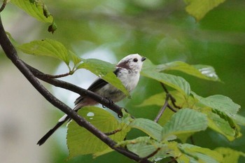 シマエナガ 旭山記念公園 2023年8月19日(土)