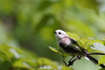 シマエナガ 旭山記念公園 2023年8月19日(土)