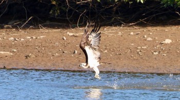 Osprey Arima Fuji Park Sun, 10/8/2023