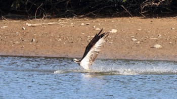 Osprey Arima Fuji Park Sun, 10/8/2023