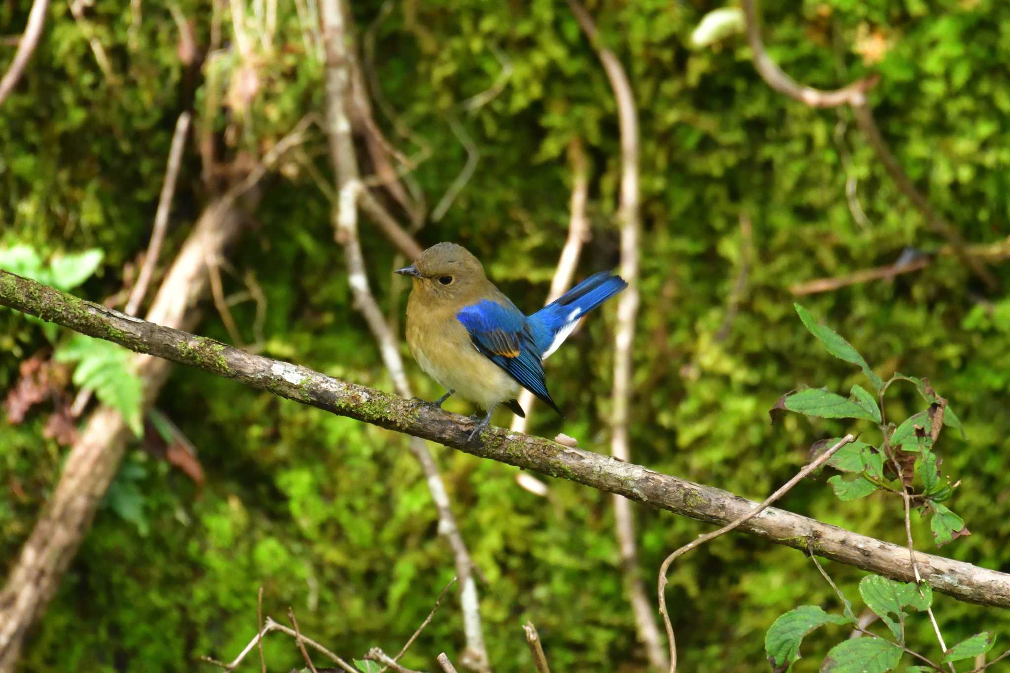 Photo of Blue-and-white Flycatcher at 十里木高原 by 80%以上は覚えてないかも