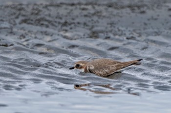 メダイチドリ ふなばし三番瀬海浜公園 2023年9月30日(土)