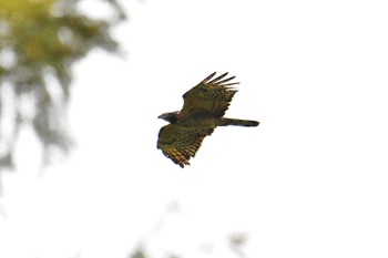 Crested Honey Buzzard Shirakaba-touge Sun, 9/16/2018