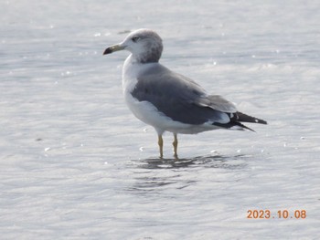 ウミネコ 葛西臨海公園 2023年10月8日(日)