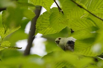 シマエナガ 旭山記念公園 2023年8月19日(土)