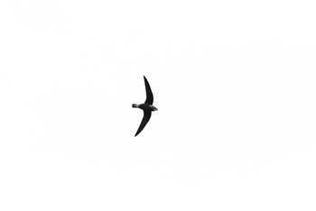 White-throated Needletail Shirakaba-touge Mon, 9/17/2018