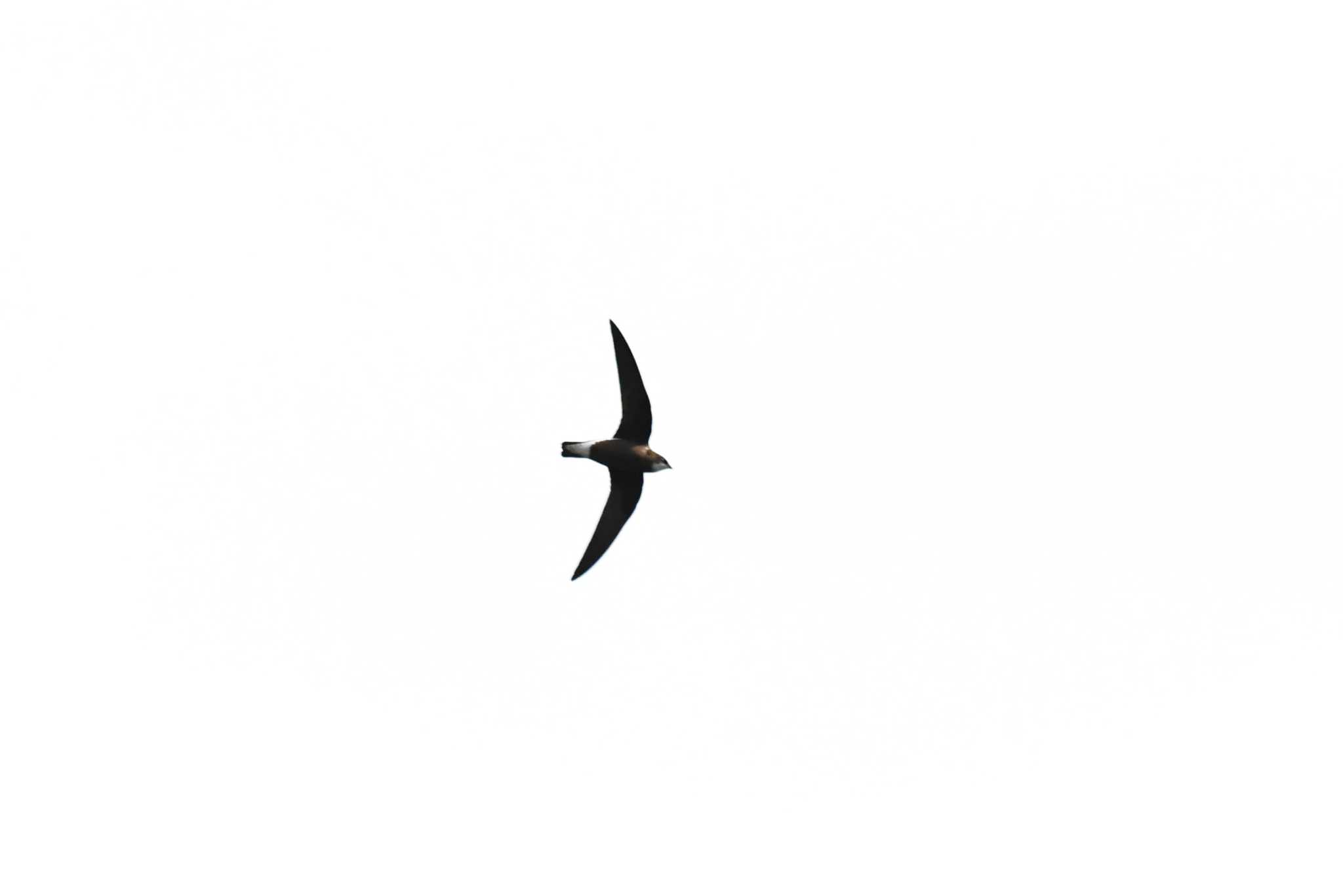 White-throated Needletail