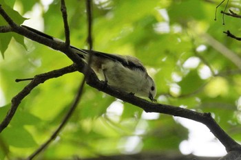 シマエナガ 旭山記念公園 2023年8月19日(土)