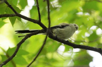 シマエナガ 旭山記念公園 2023年8月19日(土)