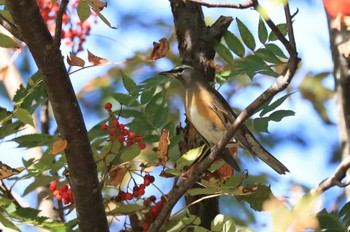 Eyebrowed Thrush 北海道 函館市 東山 Sun, 10/8/2023