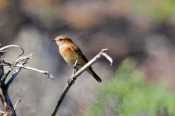 Amur Stonechat Hegura Island Mon, 10/2/2023