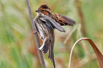 Little Bunting Hegura Island Mon, 10/2/2023