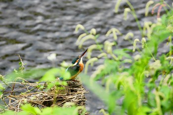 カワセミ 野川 2018年9月16日(日)