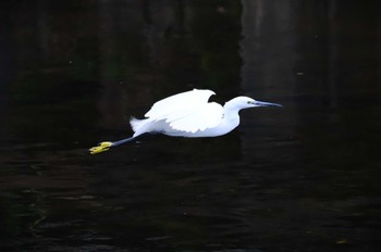 Little Egret 神奈川県 Sun, 10/8/2023