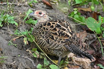 Green Pheasant 黒浜沼 Sun, 10/8/2023