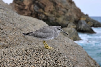 Grey-tailed Tattler 千葉県 Sat, 9/23/2023