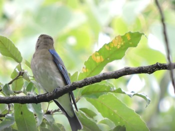 2023年10月8日(日) 大阪鶴見緑地の野鳥観察記録