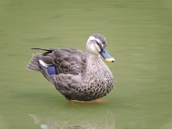 Eastern Spot-billed Duck Osaka Tsurumi Ryokuchi Sun, 10/8/2023