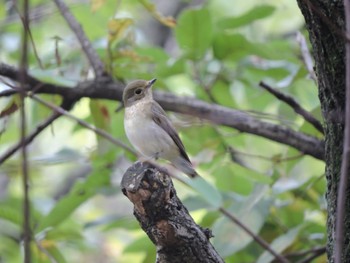 Red-breasted Flycatcher Osaka Tsurumi Ryokuchi Sun, 10/8/2023