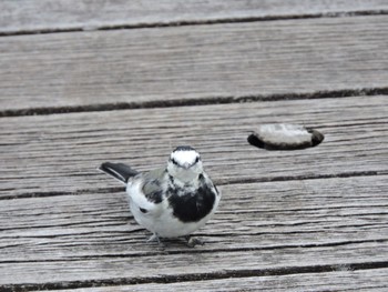 White Wagtail Osaka Tsurumi Ryokuchi Sun, 10/8/2023