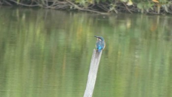 Common Kingfisher 奈良市水上池 Sun, 10/8/2023