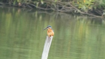 Common Kingfisher 奈良市水上池 Sun, 10/8/2023