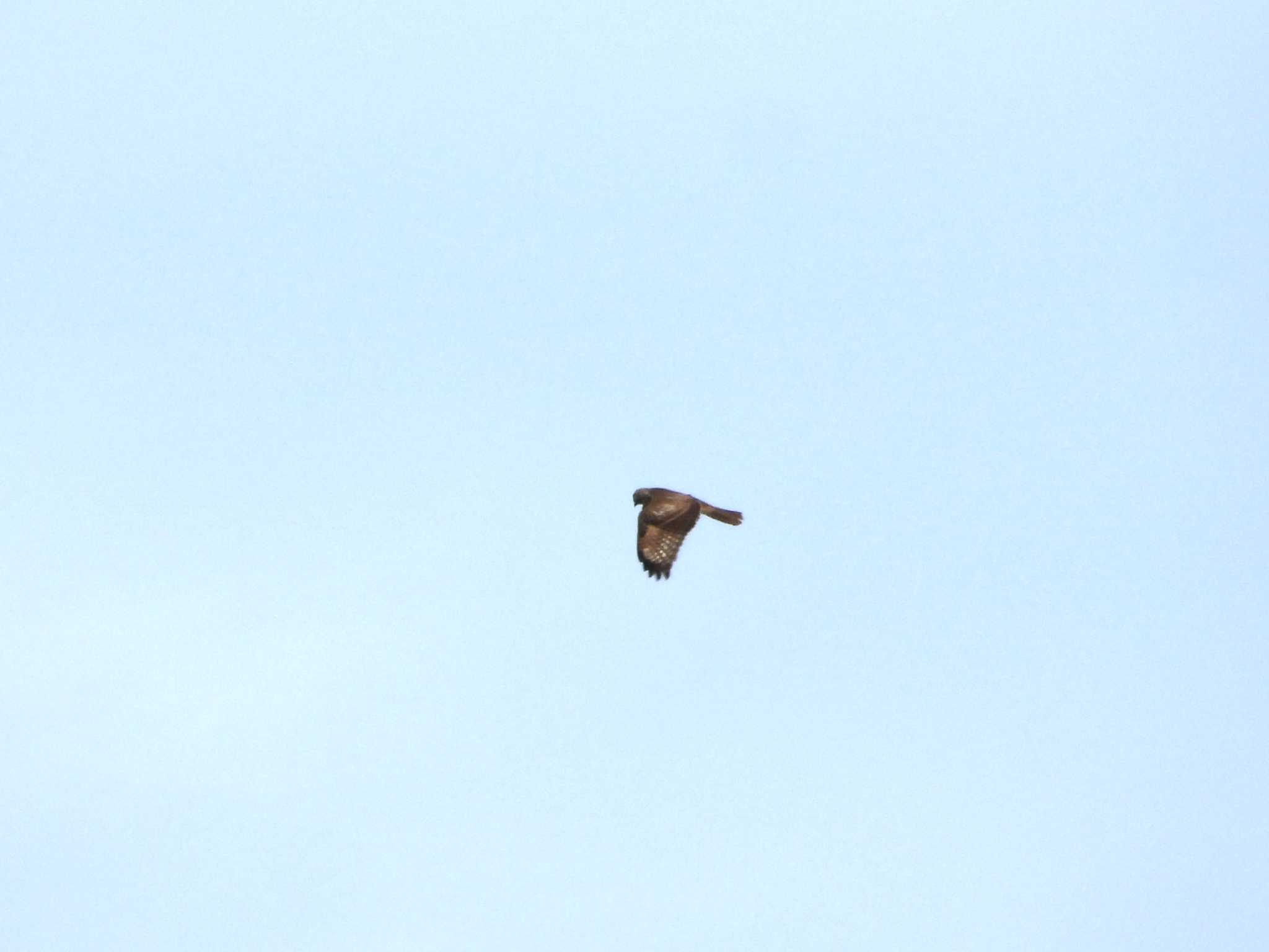 Photo of Eastern Buzzard at 稲村ヶ崎 by ｱ