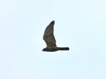 2023年10月8日(日) 稲村ヶ崎の野鳥観察記録