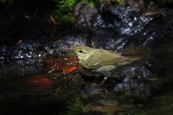 2018年8月1日(水) 奥庭荘(富士山)の野鳥観察記録