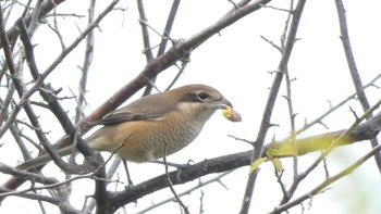 Bull-headed Shrike 平城宮跡 Sun, 10/8/2023