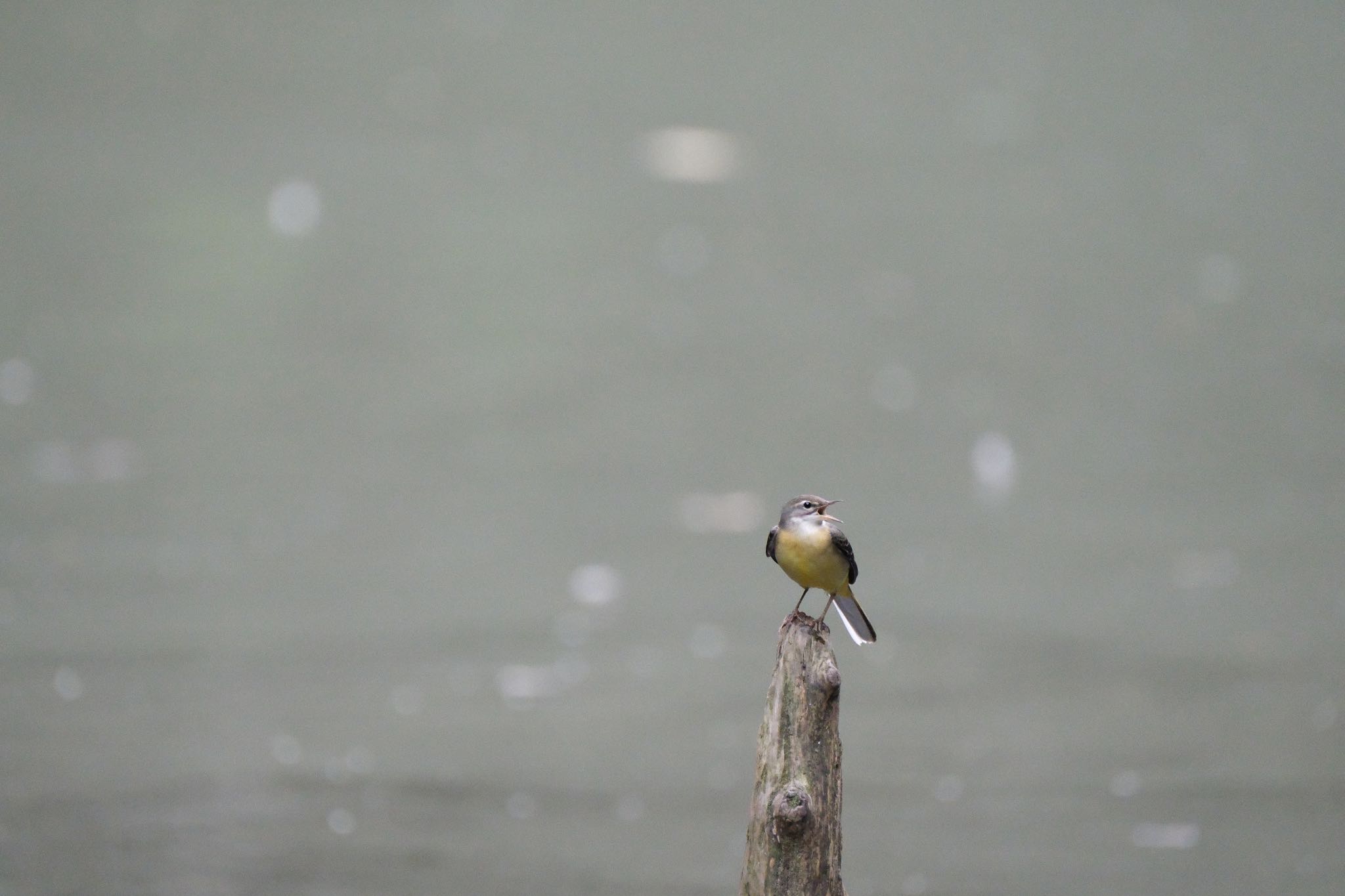 Grey Wagtail