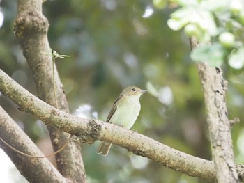 キビタキ 葛西臨海公園 2023年10月8日(日)