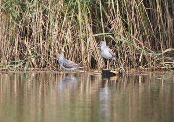 2023年10月8日(日) 葛西臨海公園の野鳥観察記録