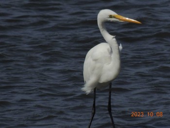 ダイサギ 葛西臨海公園 2023年10月8日(日)