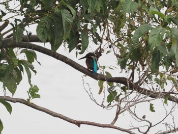 Common Kingfisher Fukushimagata Sun, 10/8/2023