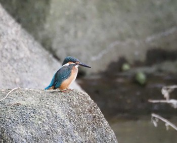 カワセミ 葛西臨海公園 2023年10月8日(日)