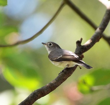 Asian Brown Flycatcher 東京都多摩地域 Sat, 10/7/2023