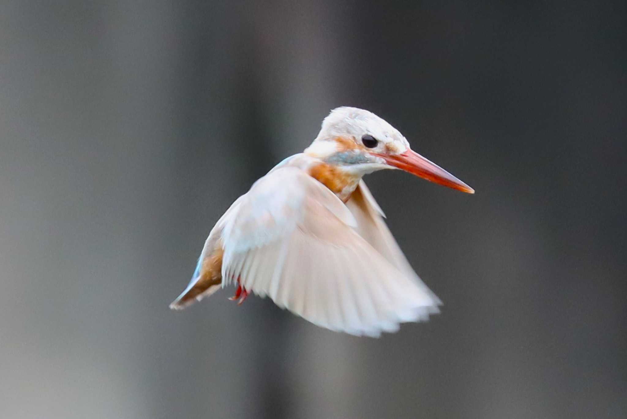 Photo of Common Kingfisher at 神奈川県 by らうんでる