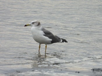 2023年10月8日(日) 多摩川河口の野鳥観察記録