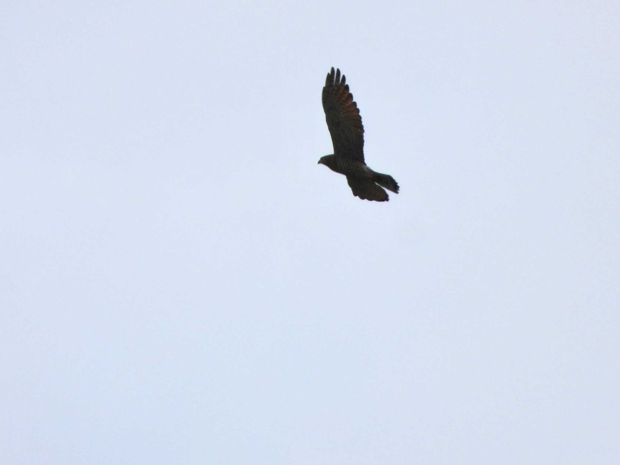 Photo of Grey-faced Buzzard at 稲村ヶ崎 by ｱ